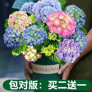 Endless Summer Hydrangea Seedlings Potted with Flower Buds Four Seasons Flowers Green Plants Indoor Balcony Courtyard Old Stump Flowers