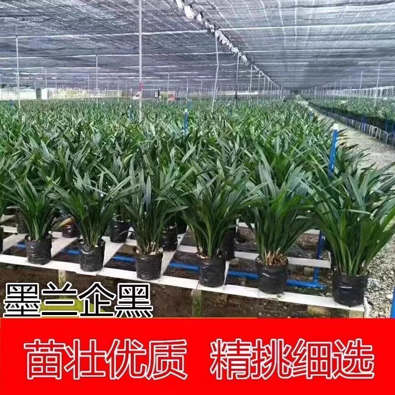 浓香兰花盆栽墨兰企黑报岁兰宽叶兰花苗素心白墨客厅阳台绿植花卉
