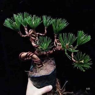 ����ɺ����辰�䘶���������辰���� �Ϙ���ᘴ�����_�h�ɰ��]