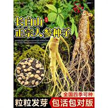 长白山人参种子四季种植野山参种籽中草药材苗种孑籽阳台庭院盆栽