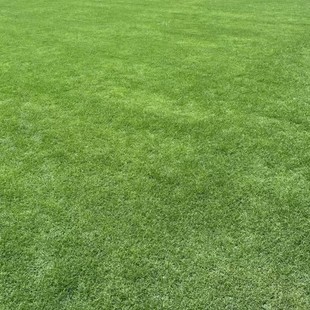 2411A Lanyin No. 3 Real Lawn with Soil Real Turf Courtyard Greening Turf Roll Outdoor Lawn