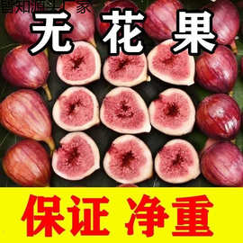 顺丰包邮大果成都无花果当季新鲜现摘红皮红心四川产地黄体酮包邮