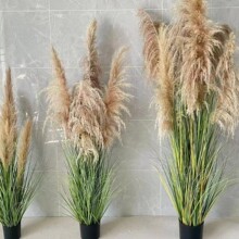 �Ƶ���Ȼֲ�����ԔzӰ�Ĕz���ߙ����̈����^�����JȔ�b[���Gֲ