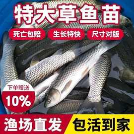 特大号草鱼苗淡水养殖食用皖鱼鲜活便宜半斤脆肉花鲢青鱼鲫鱼