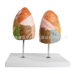 Kay-A474 Lung Segment Model Lung Model Human Lung Model Respiratory System Structure Model