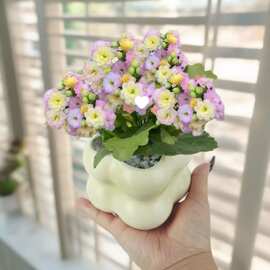 彩虹糖长寿花多肉植物绿植花卉盆栽新手好养懒人办公室内桌面植物
