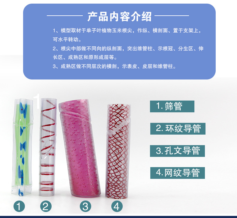 QH-3203导管、筛管结构模型_05.jpg