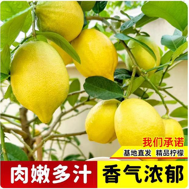 柠檬树苗香水柠檬盆栽可食用室内庭院种植四季结果无核青柠檬大苗