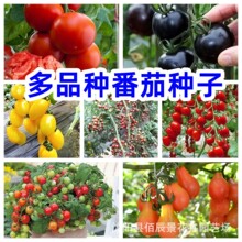 番茄种子彩包多种西红柿种子四季种植阳台观赏盆栽田园蔬菜种籽