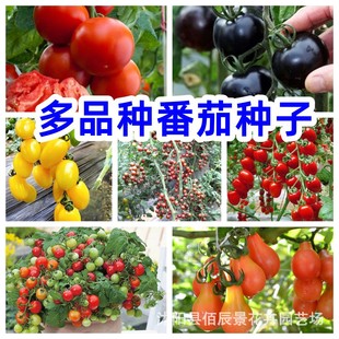 ���ѷN�Ӳʰ���N���t���N���ļ��Nֲ�̨�^�p������@�߲˷N��