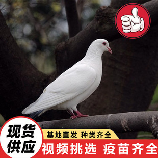 ��������������w �����Bֳ�����۰������N�� �Ɍ��Ļ������r��