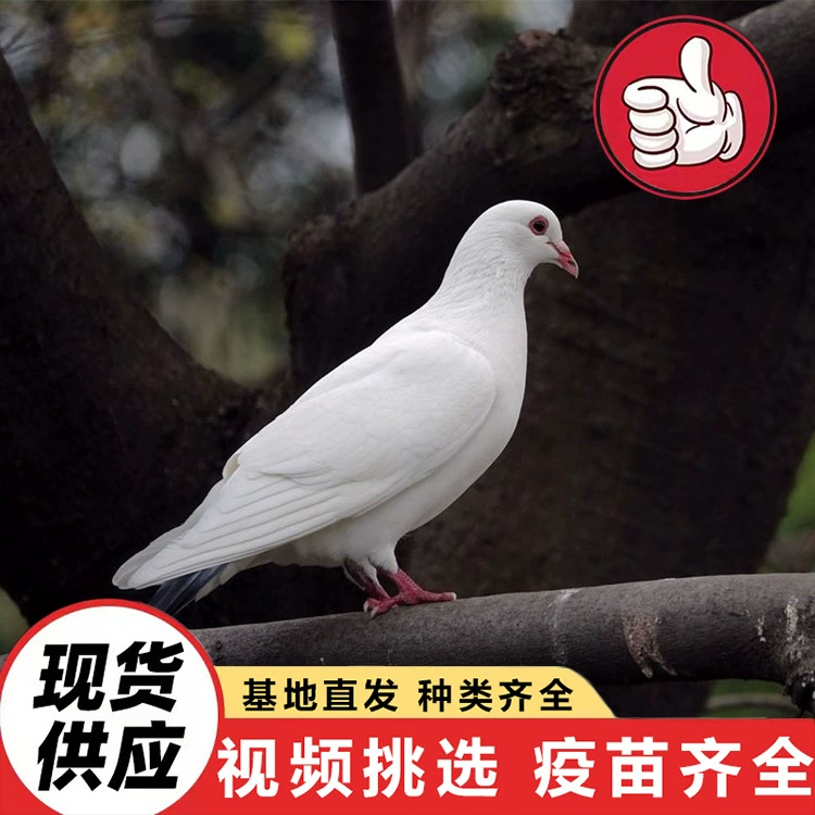 Парковая кормушка для интерактивных декоративных голубей, квадратные голуби на продажу, белые королевские голуби, крупные монетные голуби, цены на серые голуби