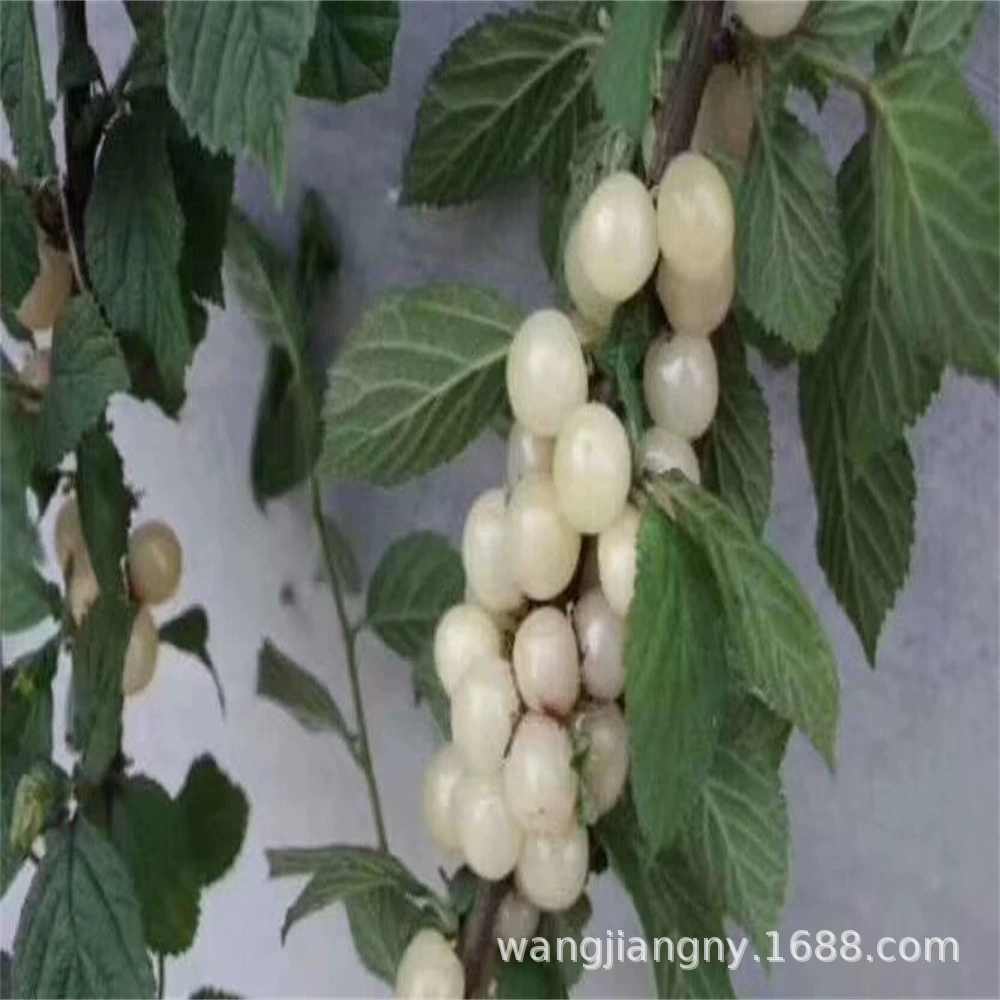 Чили Вишня Крупный сорт вишни Черная жемчужина Вишневая рассада Красная светло-Вишня Вишневая рассада