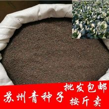 蘇州青種子一斤半斤50克蘇州青小油菜青菜籽上海青四季播蔬菜種子