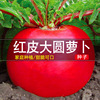 Big red -rich radish seeds Red -skinned cherry carrot, carrot, four seasons potted vegetable seed seed seeds seeds