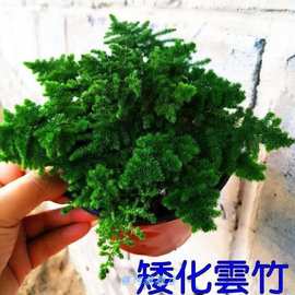 唐山矮生云竹文竹云松竹假山盆景办公室内桌面小盆栽好养绿植包邮