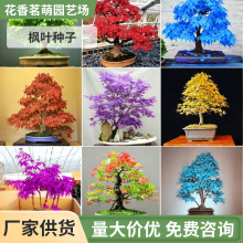 批发蓝枫种子日本黄金枫 紫枫  美国红枫 日本迷你红枫 蝴蝶枫树