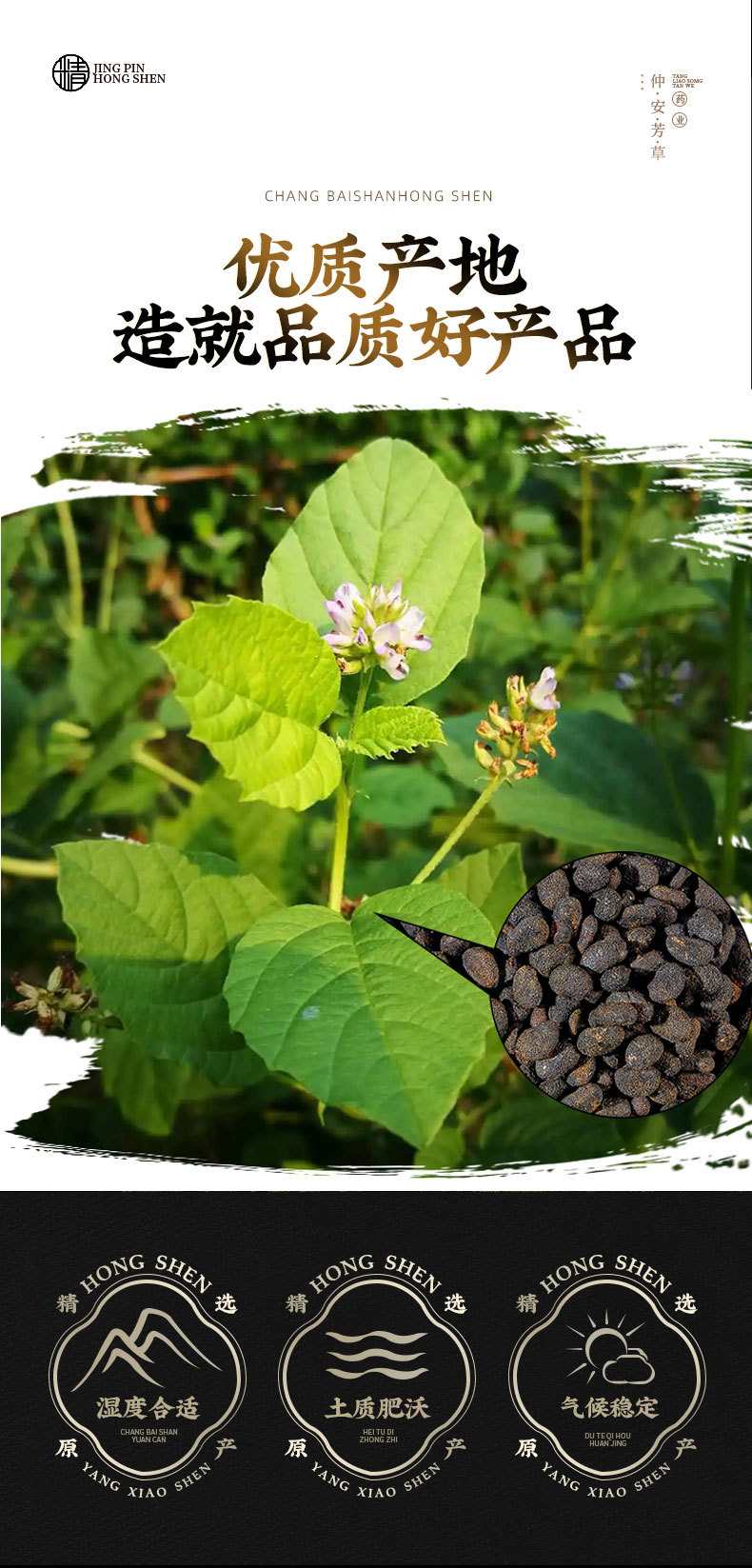 Bu Gu Zhi (Psoralea corylifolia) — Dried Food Herb, Salt-Processed & Raw Forms overview