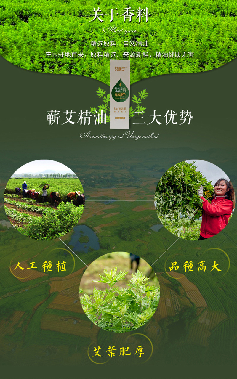 Qichun Mugwort Essential Oil 10ml Herbal Massage Oil for Wellness and Aromatherapy in use