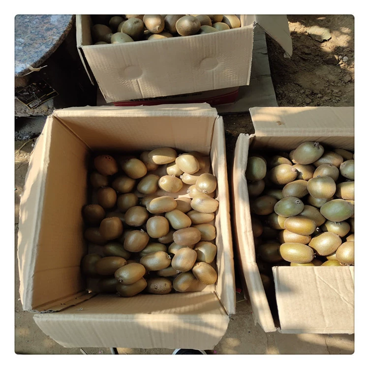 80cm Высокие саженцы киви Цены на продажу саженцев киви Самостоятельно производимые и продаваемые надежное качество