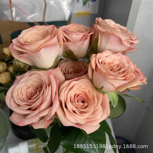 Cappuccino Rose Seedlings Potted Old Pile Corolla Rose Courtyard Balcony Cut Flowers Super Extra Large Roses All Year Round