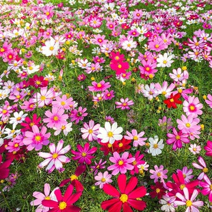 �ļ��ײͣ���˹�ջ��N�Ӹ�ɣ���N�����򻯾հ��ղݻ��N�f�۾ջ���