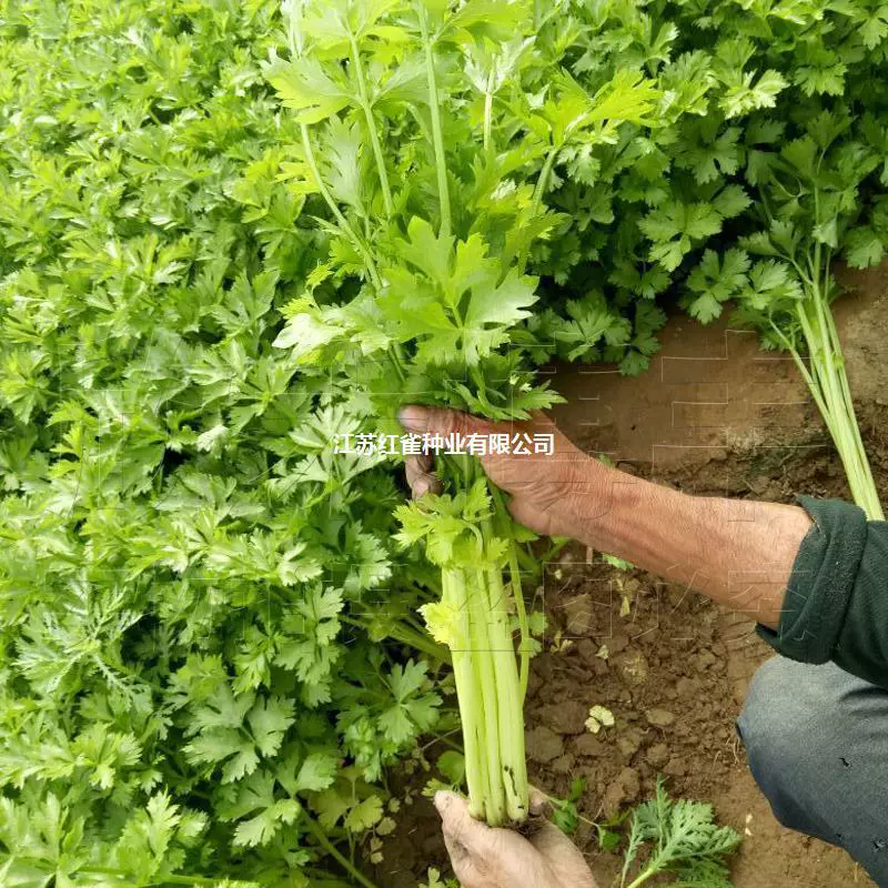 Семена сельдерея Четыре сезона Маленькие семена петрушки Осенне-зимняя зелень в горшках Посеменные овощи Кресс-салат Цветение в помещении