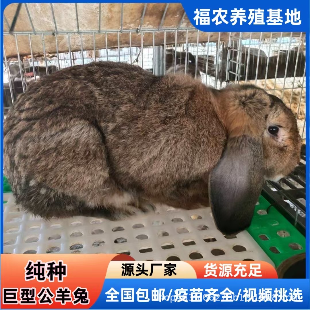 巨型公羊兔养殖场