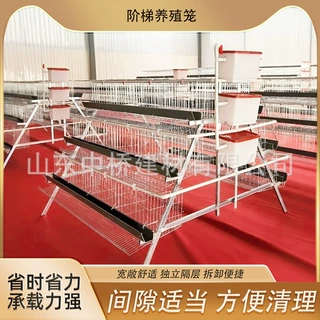 立式加粗养殖蛋鸡笼肉鸡A型笼阶梯式鹌鹑笼肉鸡H型笼鸽子笼养殖场