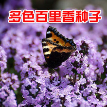 紫色匍匐百里香种子跨境电商耐旱调料香草庭院阳台耐寒盆栽植物
