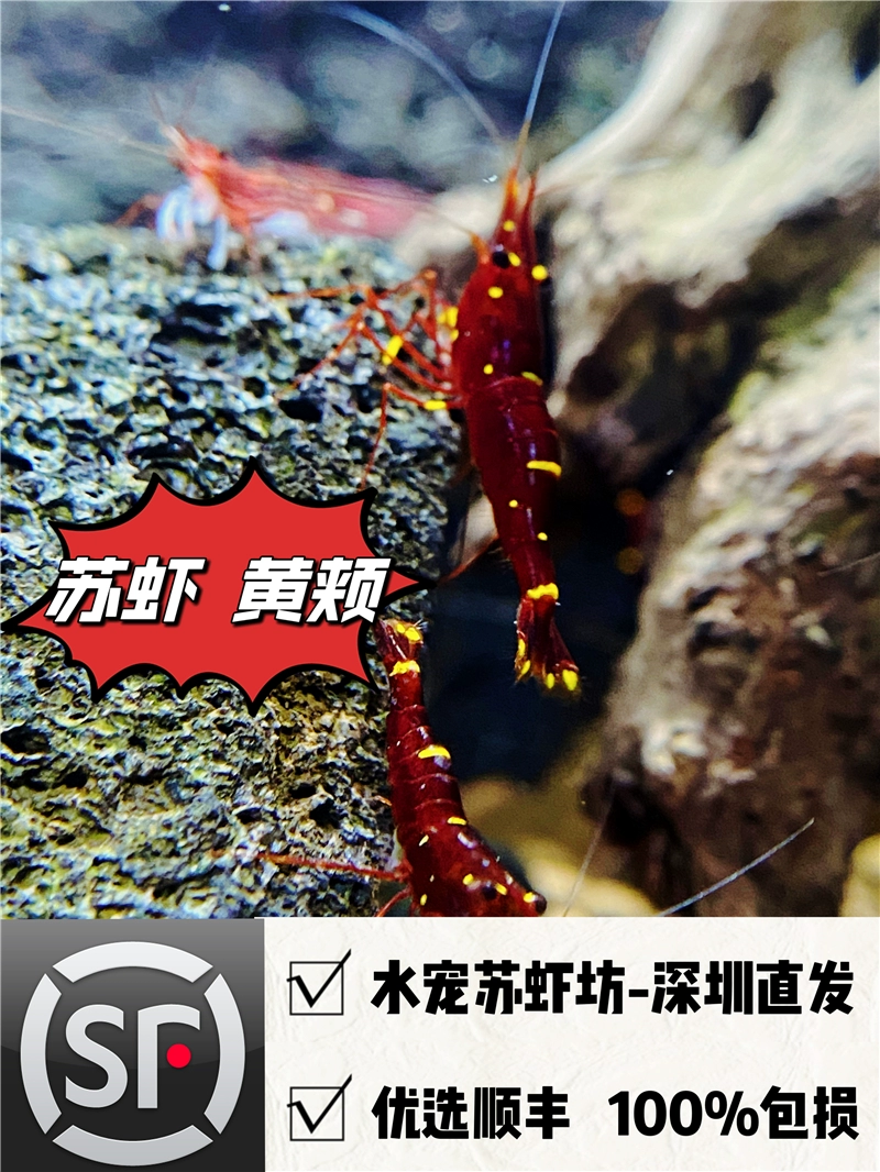 Креветки Сулавеси, креветки с желтыми щеками, искусственные креветки, декоративные креветки, пресноводные креветки, креветки для чистки аквариума, новый продукт, напрямую из Шэньчжэня.
