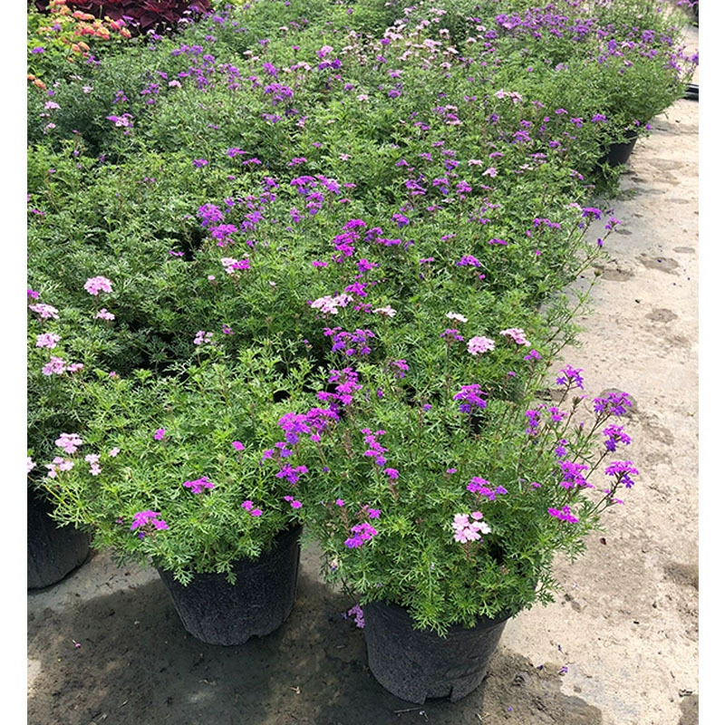 Сакура 2 галлона Чэнду Пейзаж Озеленение рассады Цветочные пограничные растения Горшечные цветы Зеленые растения