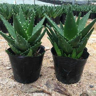 Aloe Vera Potted Plant, Evergreen Succulent Plant, Drought-Resistant and Easy to Maintain, Indoor Living Room, Radiation Protection, Air Purification, Balcony Florals