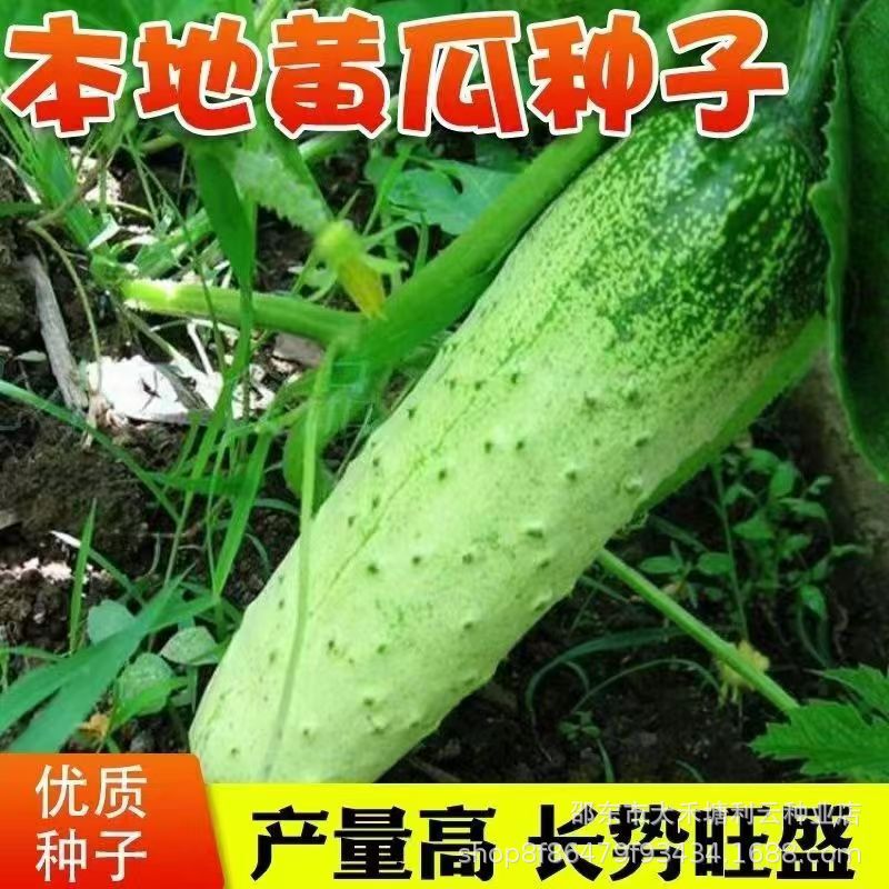 Local Cucumber Seed Collapse Frame Old Variety Improved Dry Cucumber Seeds Spring and Autum Farm Vegetable Seeds