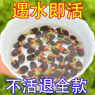 �ļ�˯ɏ��ɏ���Ի��ܺɻ��Nˮ����o���lѿ�Gֲˮ�B�_��7