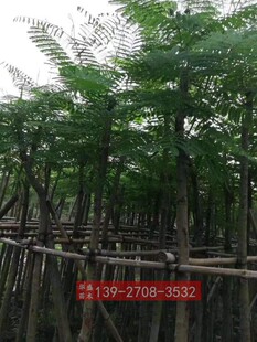 �P��ľ�׏�8���� �V�|�P��ľ���� �P�˘��� ���P���� �t��麘���