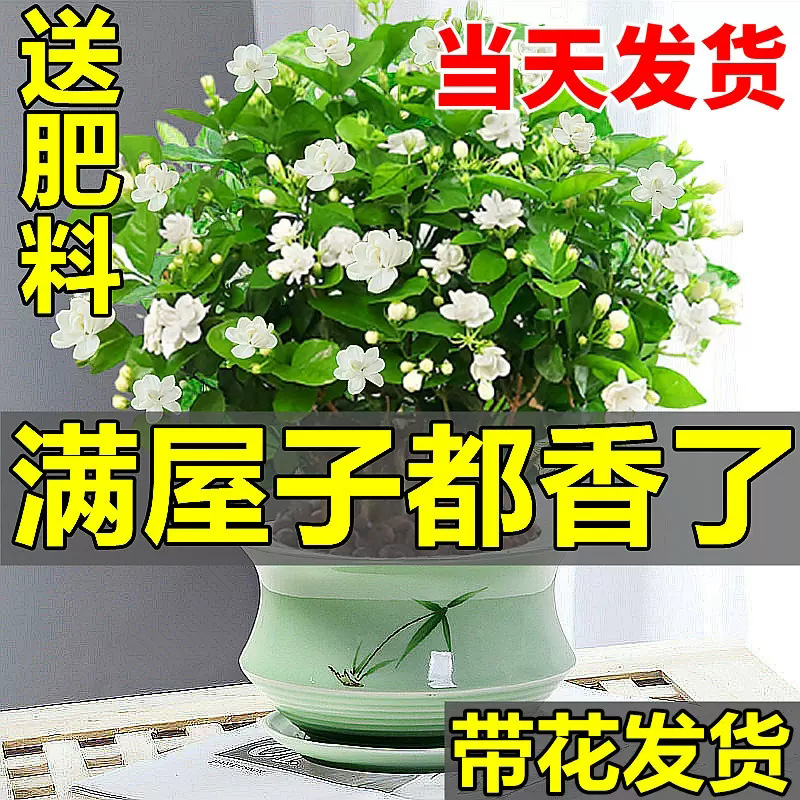 一件代发茉莉花苗盆栽带花苞九里香老桩驱蚊水培栀子花卉绿植物室