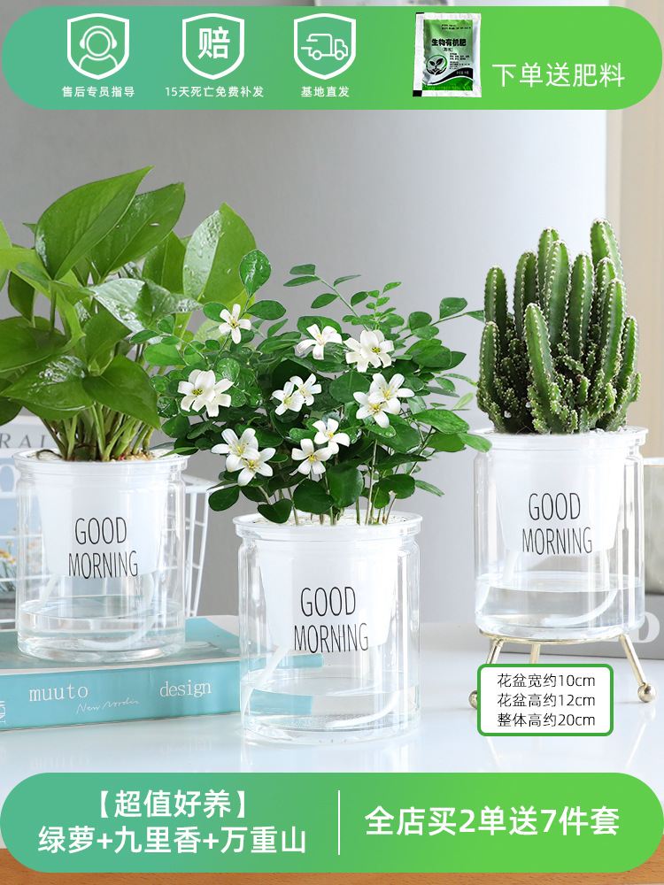 [가성비 좋고 키우기 쉬운 화분 3개] 포토스 + 구리향 + 완중산 (무료비료)