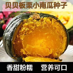 [Original] Chestnut Pumpkin Seeds Green Beibei Pumpkin Japanese Honey Pumpkin Early Mature Small Pumpkin Seeds Sown in Spring and Autumn