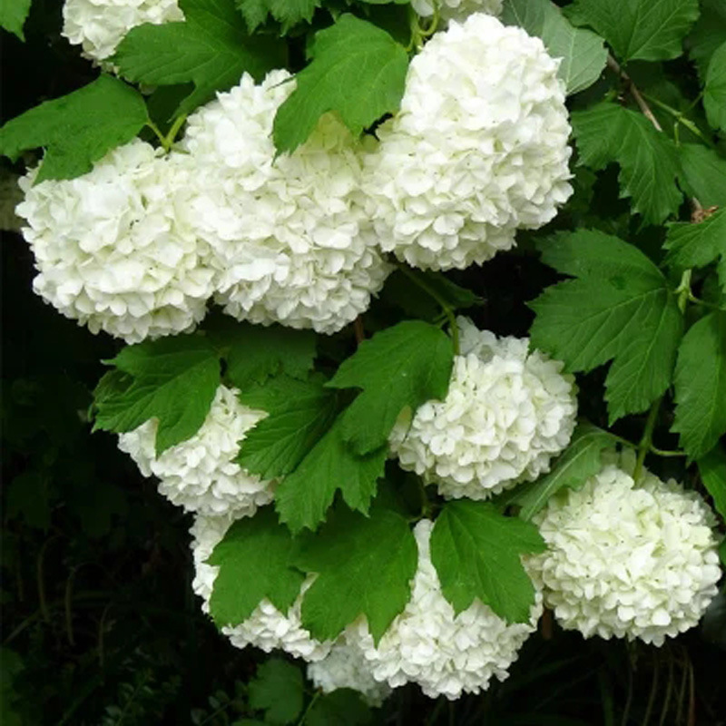 Shrub Hydrangea Sapling Potted European Wood Hydrangea Rose Balcony Courtyard Flower Plant Cold-Resistant Hydrangea Viburnum