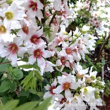 ���羳��̹�؛�����Ĺڹ��N�ӡ��Ĺڻ��N���ļ��׻��ͺ��ͺ�ͥԺ