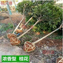 桂花树大树桂花树大树苗八月桂金桂丹桂四季桂盆栽地栽庭院征地工