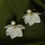 小众气质法式爆款耳坠