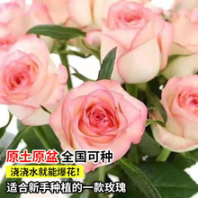 �¼�����֭�̨ͥԺ���@ֲ�������õ�廨�������Nޱ���l