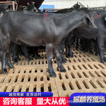 农家养殖场出售 黑山羊 大耳朵羊 怀孕大母羊 黑山羊种公羊苗
