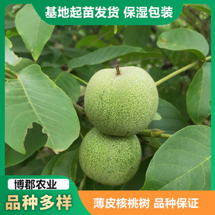 ����1-5����185��Ƥ���Ҙ��� �F�ڬF�u�؏�3-15���ֺ��Ҙ�޽�