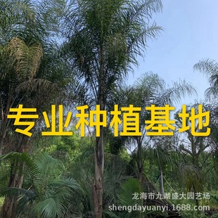 Fujian Queen Kwai Wholesale Sichuan Jinshan Kwai Wholesale Guizhou Queen Kwai Quote Yunnan Jinshan Kwai Tree Price