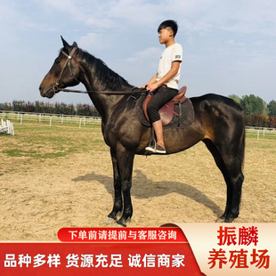 ������I����һЩ���T���R���ɹ��R ��Ѫ�R �R�������