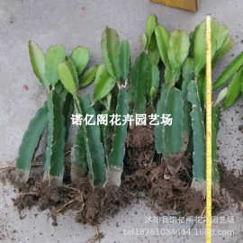 红肉火龙果苗南方北方四季庭院阳台种植盆栽地栽红心水果苗果树苗
