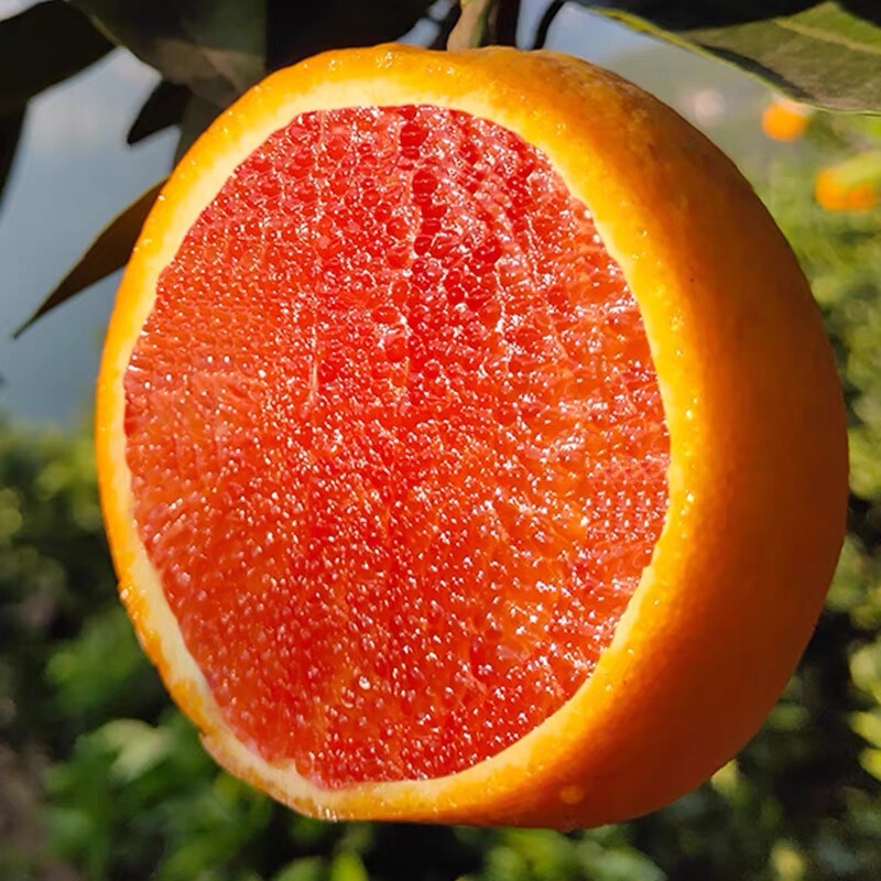 Orange, Chinese Red Orange, Zigu Orange, Juicy Fresh Fruit, Freshly Picked and Shipped, Dropshipping Available, Not Gan Nan Blood Orange